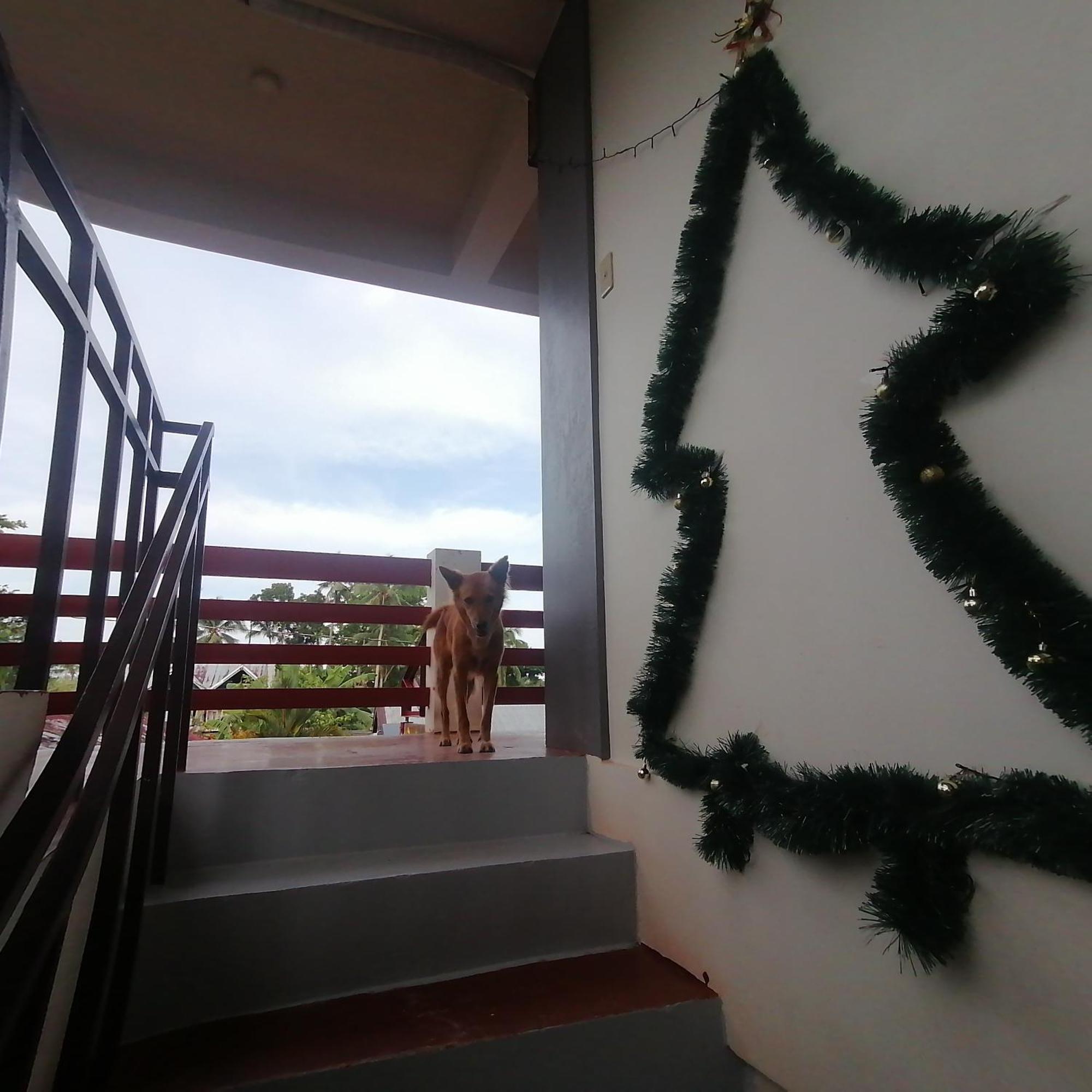 Sol'S Inn - Port Barton ซาน วิเซนเต ภายนอก รูปภาพ